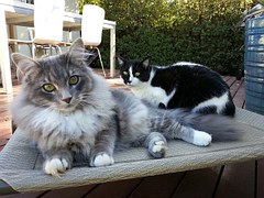 Animals Pet Eyes Cat Animal Cats Grey