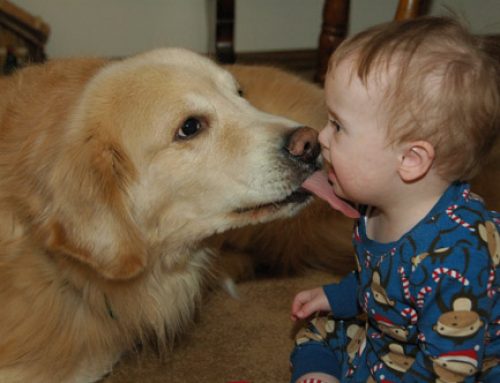 The Human-Companion Animal Bond – It’s as Old as Time