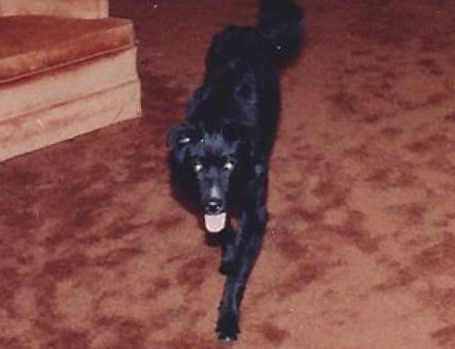 A Family Affair – When Blood Really is Thicker than Water