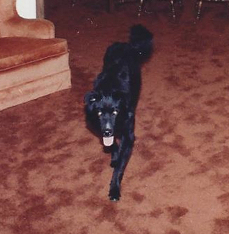 black dog on carpet
